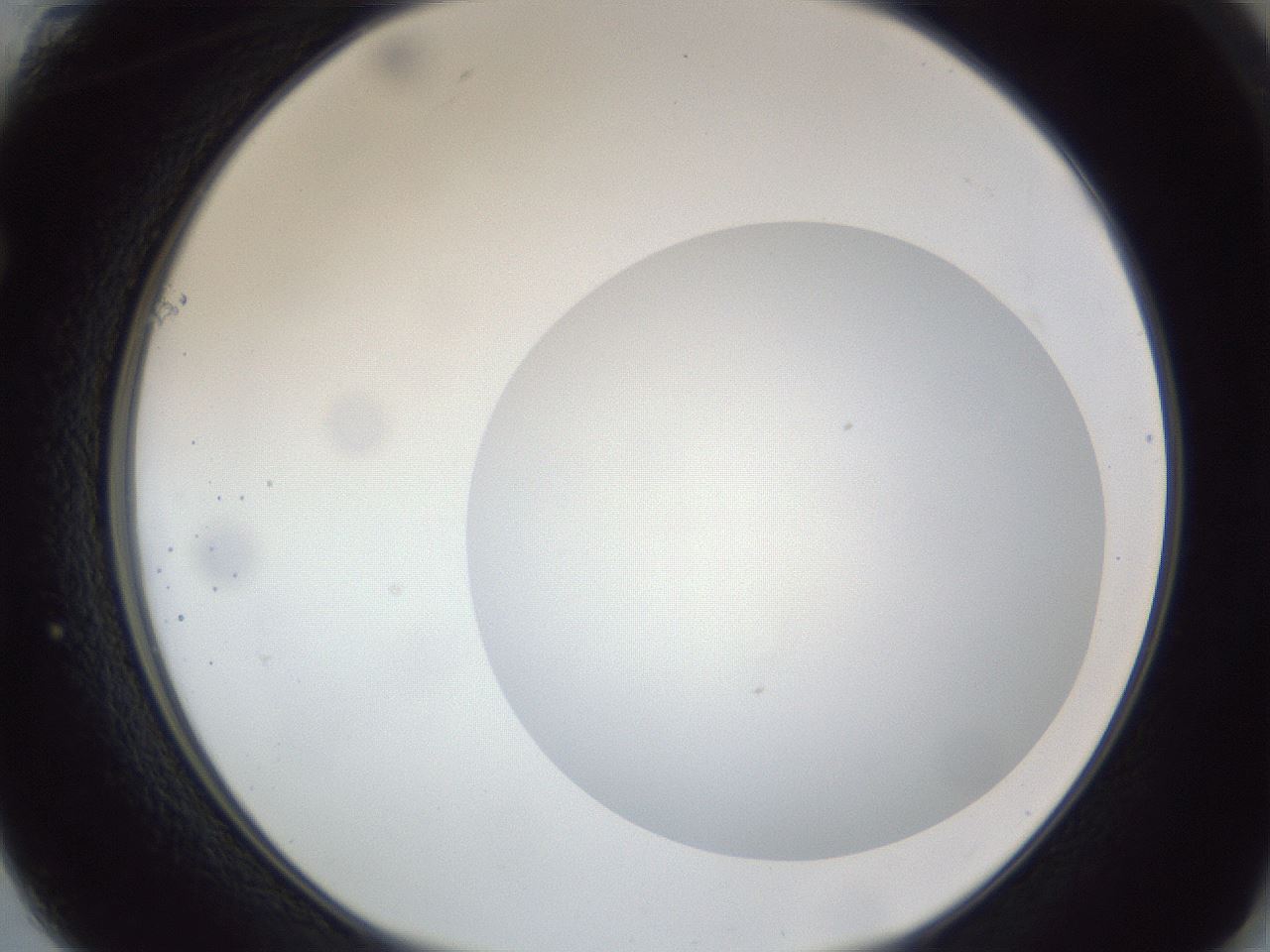 folderID306_plateID1306_batchID4296_wellNum61_profileID1_d1_r78164_ef.jpg