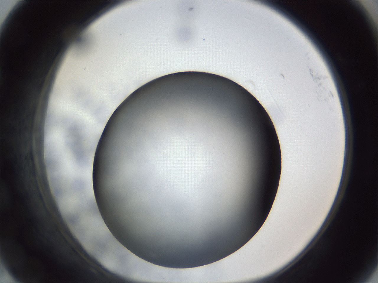 folderID306_plateID1306_batchID4296_wellNum68_profileID1_d1_r78171_ef.jpg