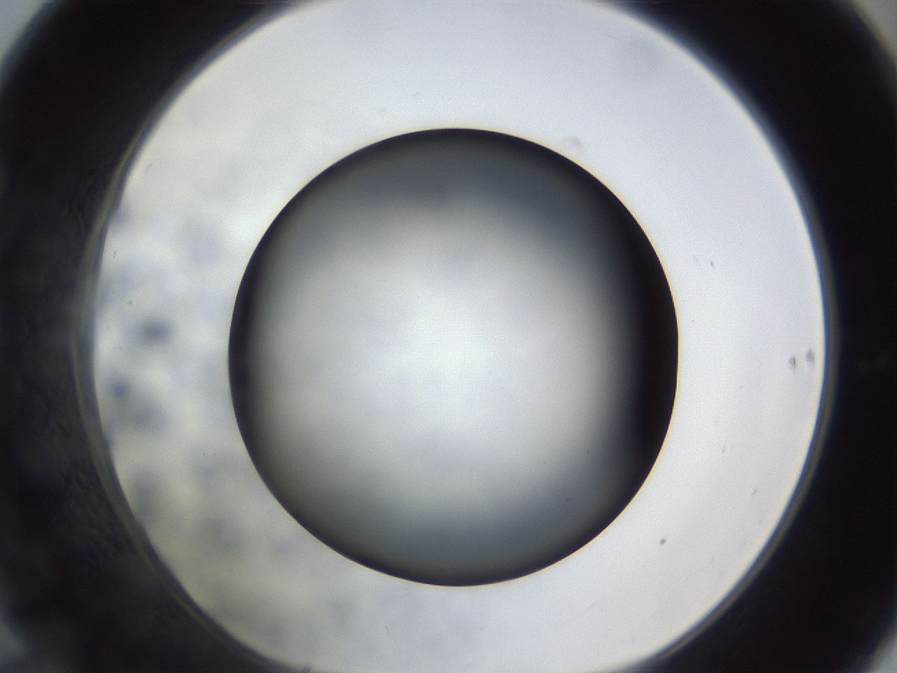folderID306_plateID1306_batchID4296_wellNum70_profileID1_d1_r78173_ef.jpg