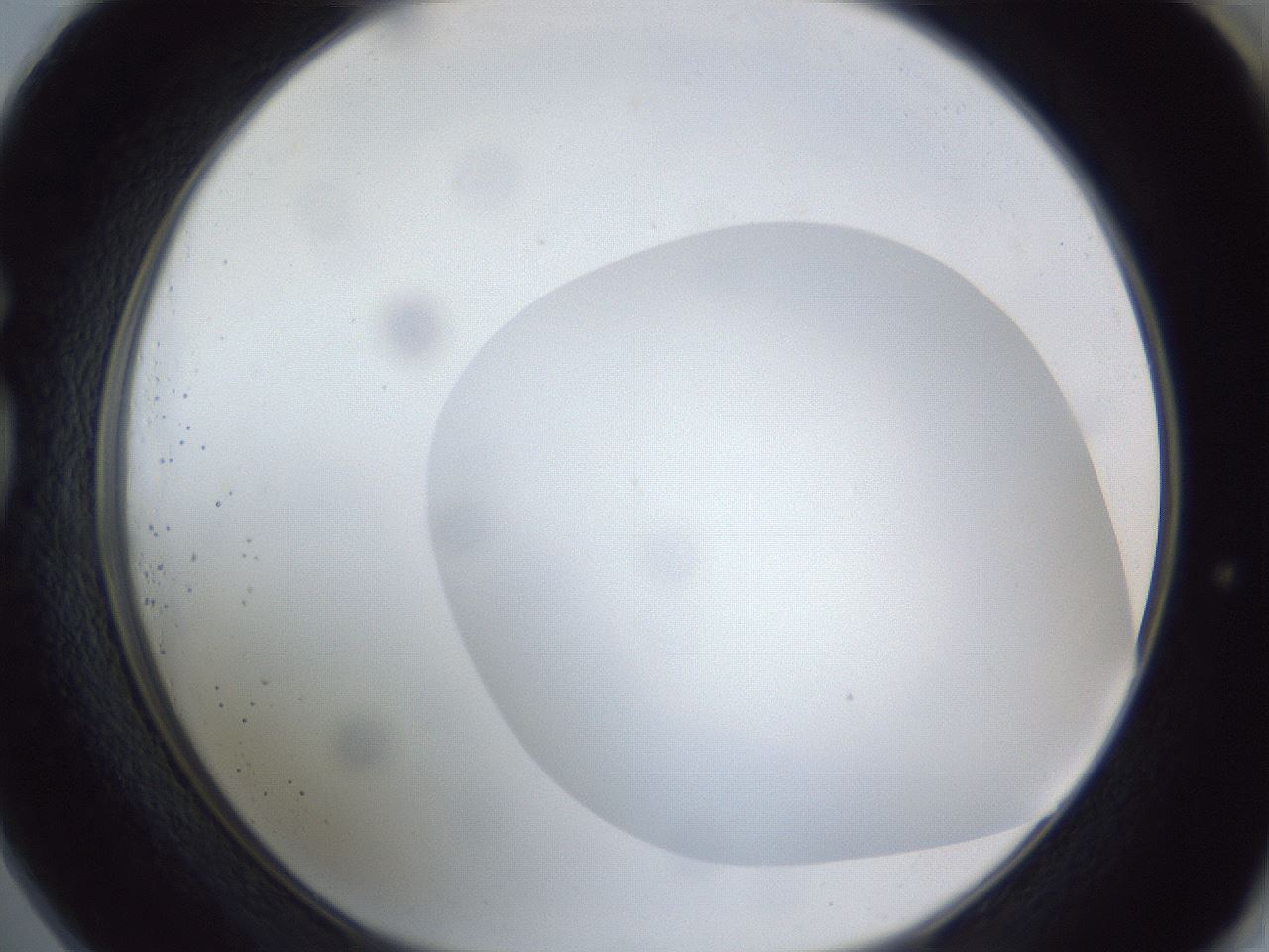 folderID306_plateID1306_batchID4296_wellNum73_profileID1_d1_r78176_ef.jpg