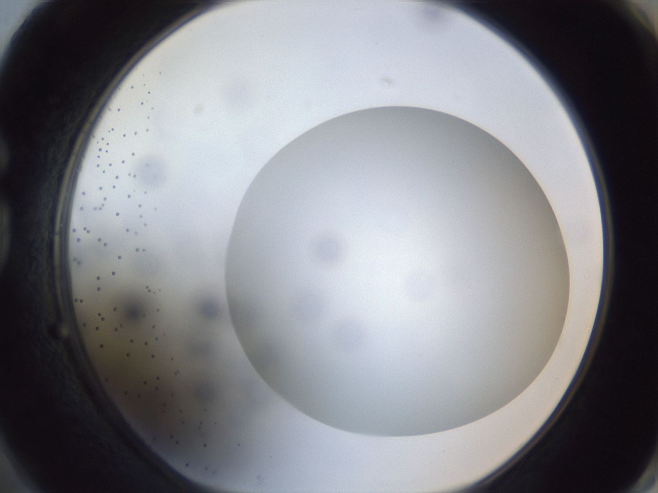 folderID306_plateID1306_batchID4296_wellNum74_profileID1_d1_r78177_ef.jpg