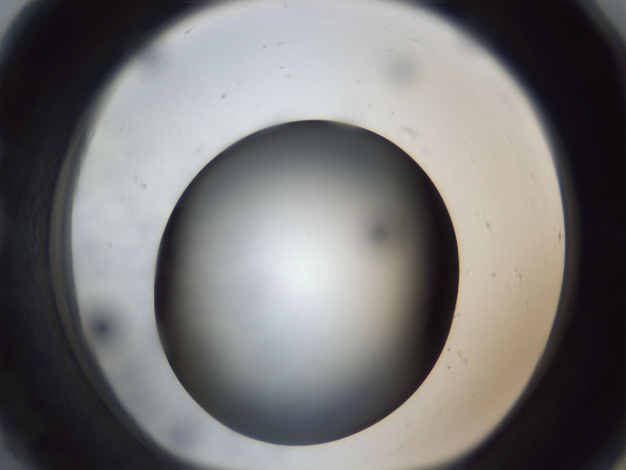 folderID306_plateID1306_batchID4296_wellNum80_profileID1_d1_r78183_ef.jpg