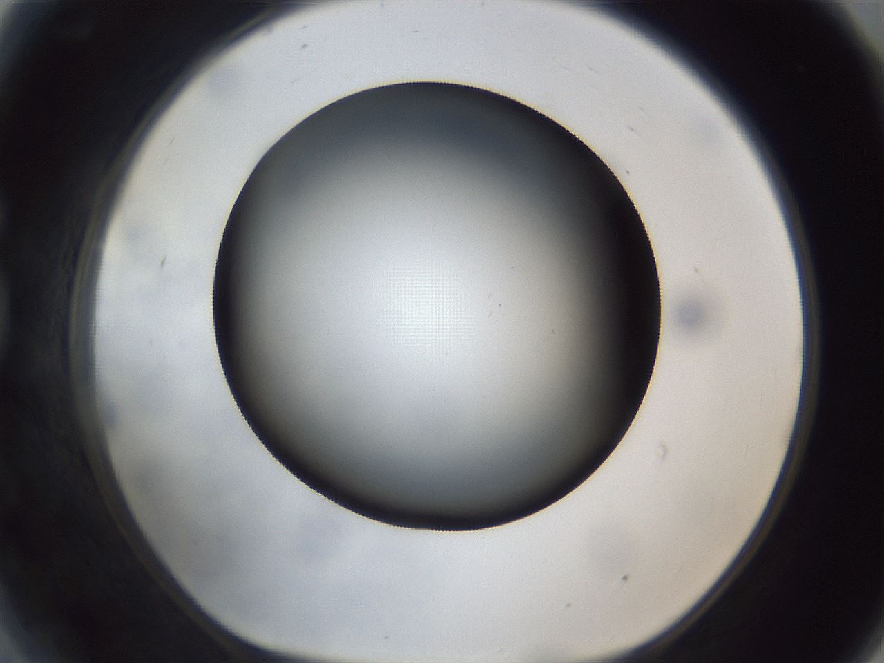 folderID306_plateID1306_batchID4296_wellNum81_profileID1_d1_r78184_ef.jpg