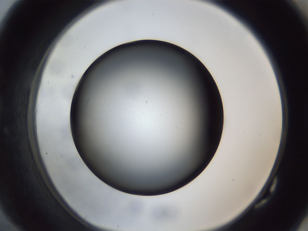folderID306_plateID1306_batchID4296_wellNum82_profileID1_d1_r78185_ef.jpg