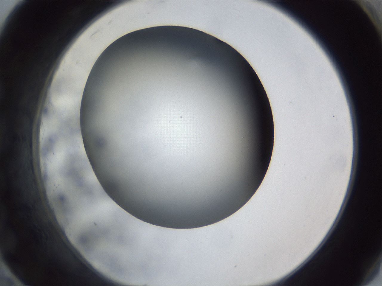 folderID306_plateID1306_batchID4296_wellNum83_profileID1_d1_r78186_ef.jpg