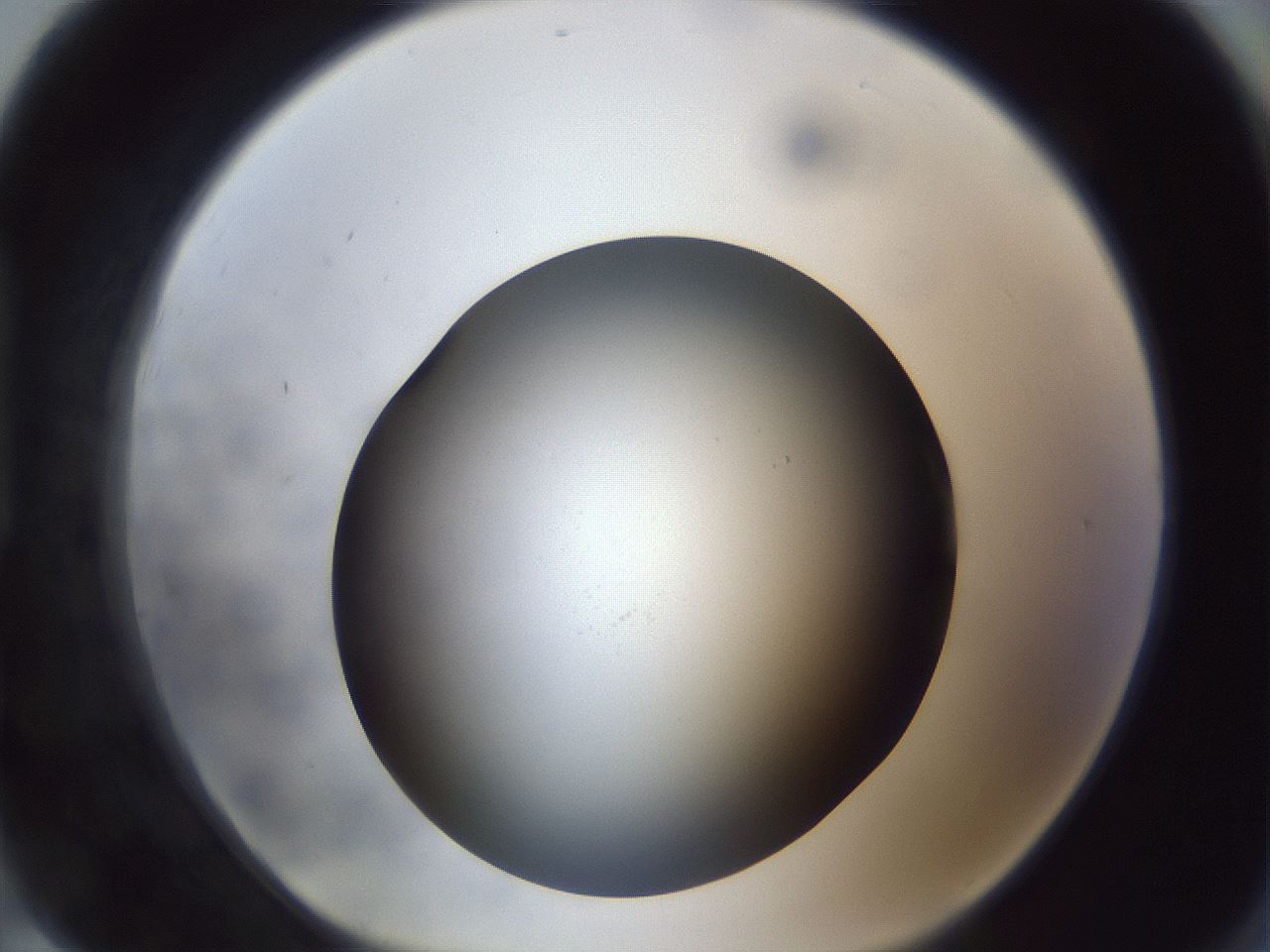 folderID306_plateID1306_batchID4296_wellNum91_profileID1_d1_r78194_ef.jpg