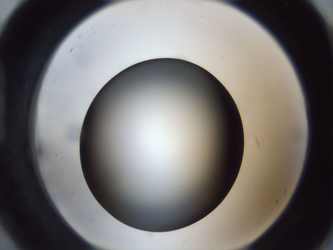folderID306_plateID1306_batchID4296_wellNum92_profileID1_d1_r78195_ef.jpg