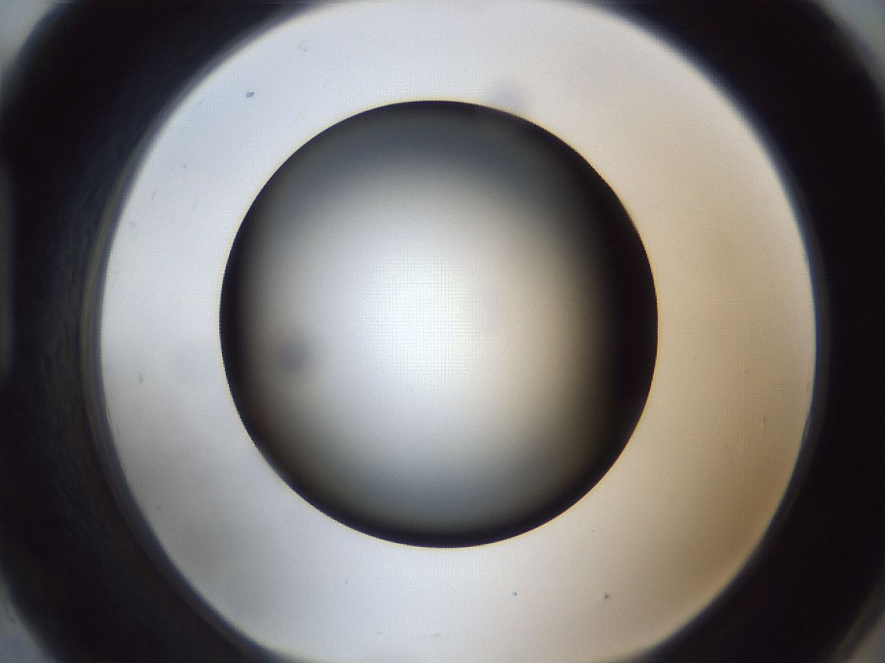 folderID306_plateID1306_batchID4296_wellNum93_profileID1_d1_r78196_ef.jpg