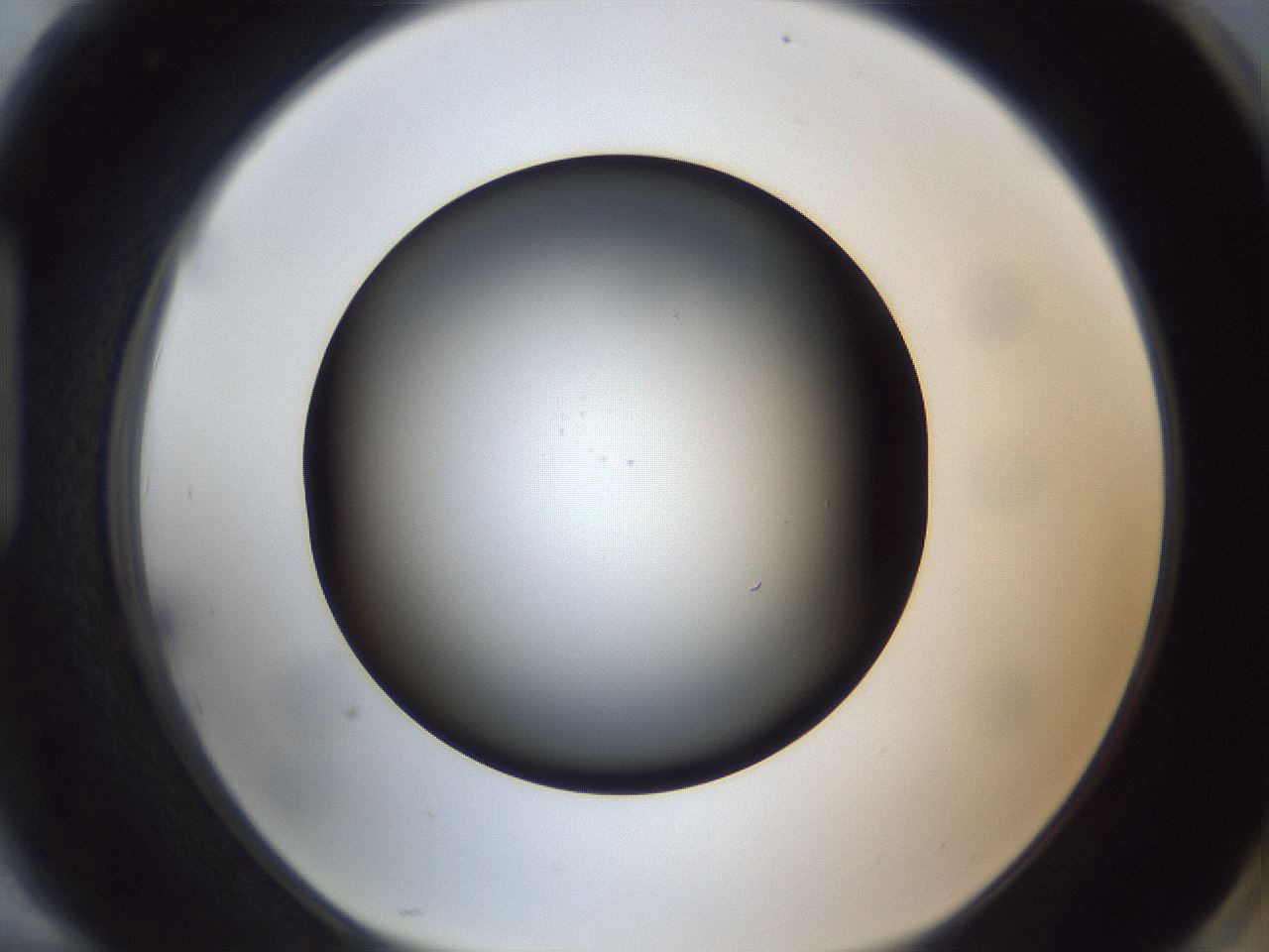 folderID306_plateID1306_batchID4296_wellNum94_profileID1_d1_r78197_ef.jpg