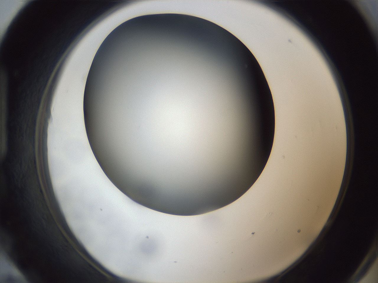 folderID306_plateID1306_batchID4296_wellNum95_profileID1_d1_r78198_ef.jpg