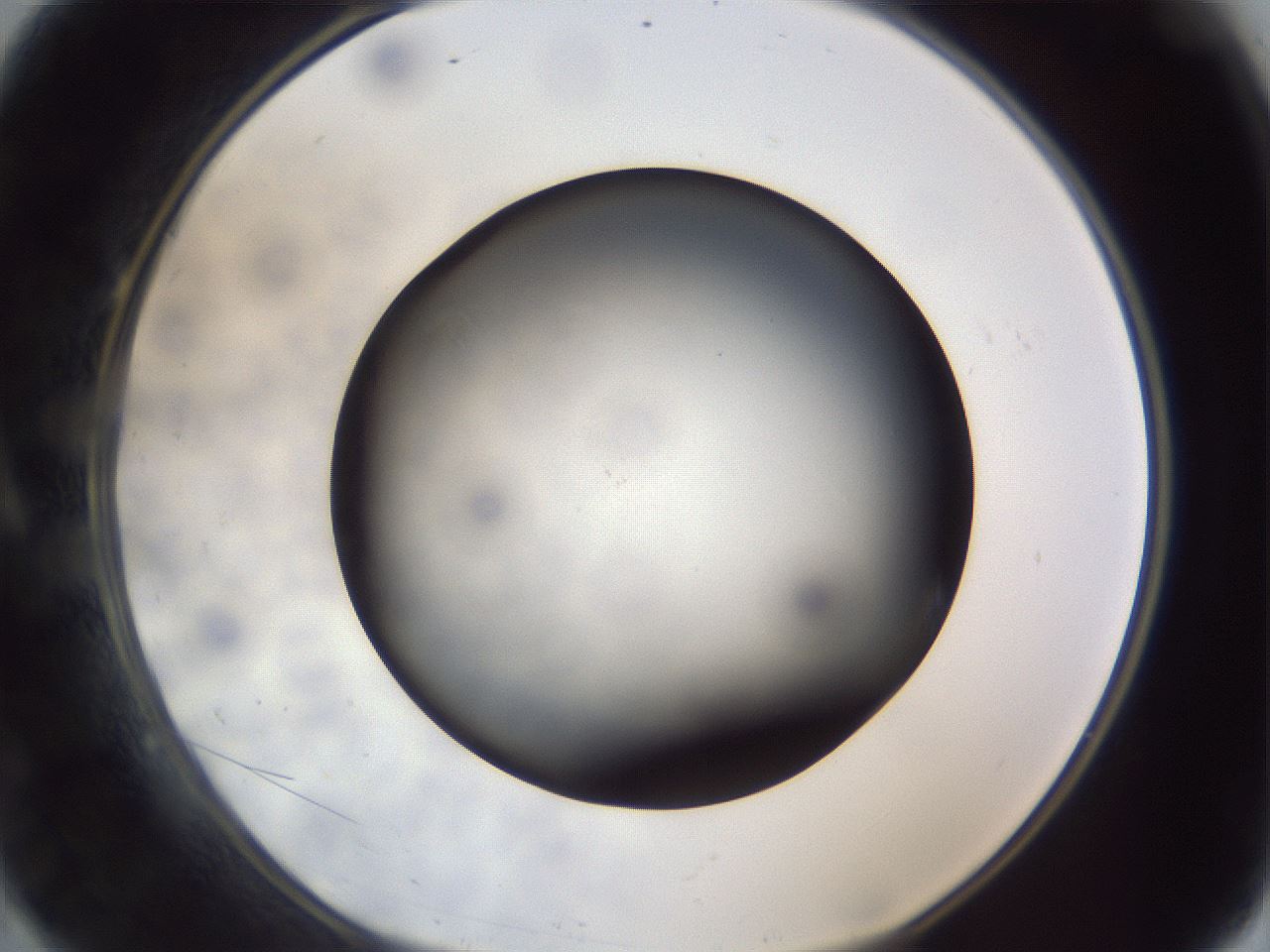 folderID306_plateID1306_batchID4296_wellNum9_profileID1_d1_r78112_ef.jpg