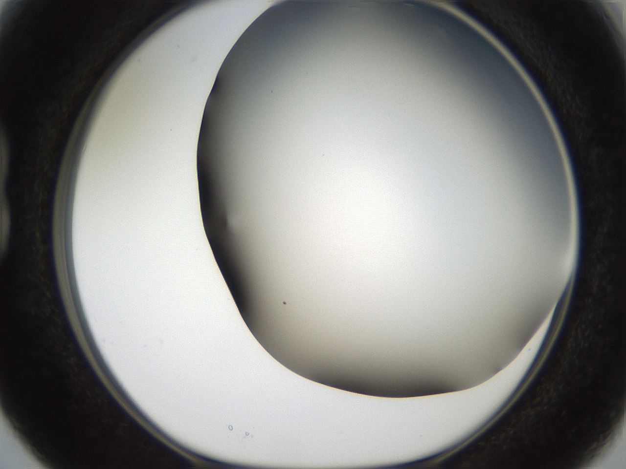 folderID306_plateID2306_batchID10871_wellNum15_profileID1_d1_r162309_ef.jpg