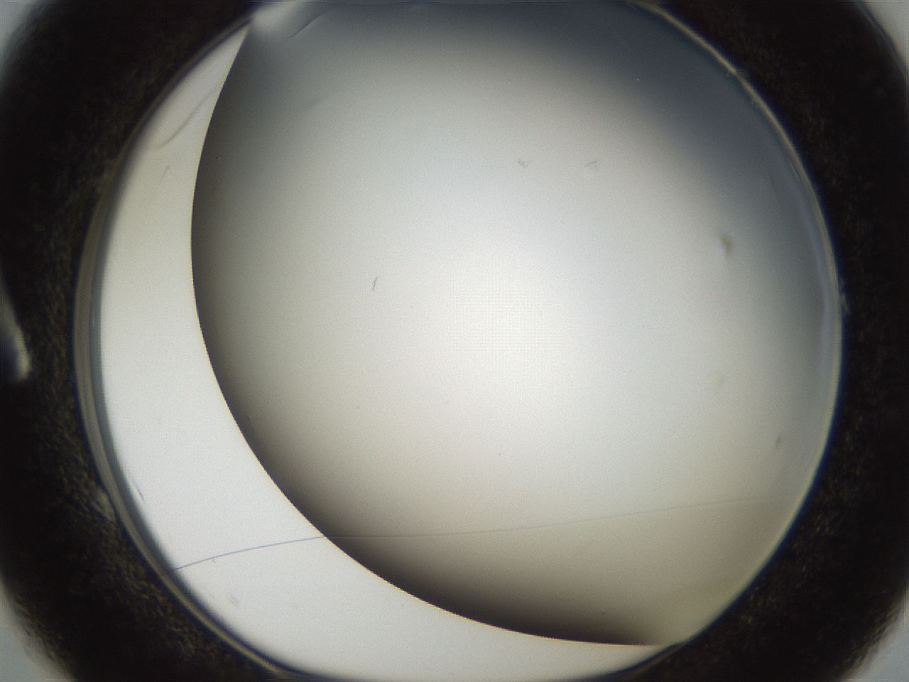 folderID306_plateID2306_batchID10871_wellNum1_profileID1_d1_r162295_ef.jpg