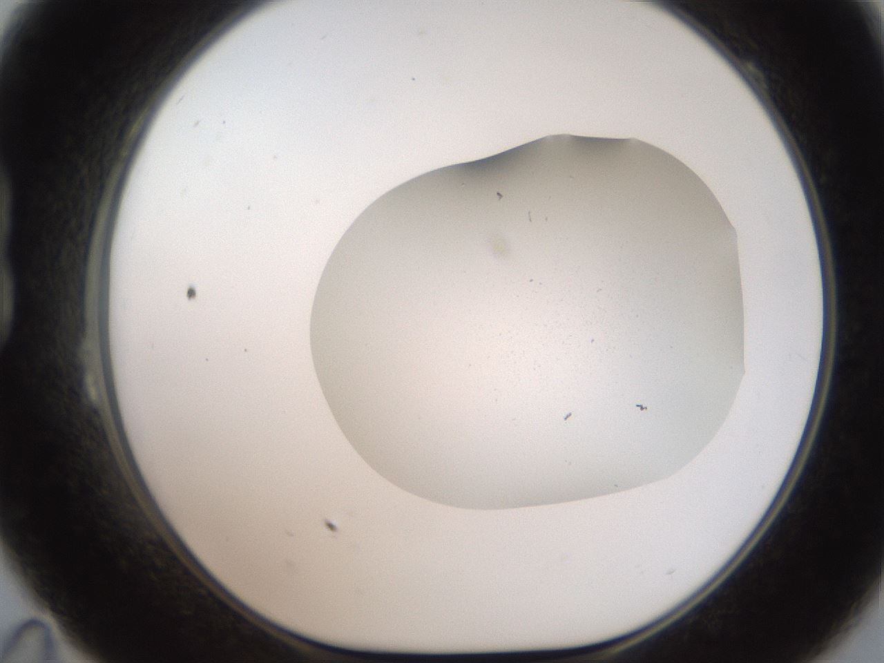 folderID306_plateID2306_batchID10871_wellNum23_profileID1_d1_r162317_ef.jpg