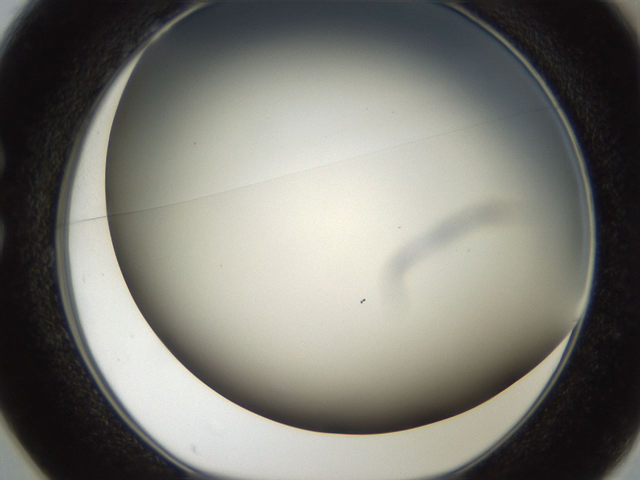 folderID306_plateID2306_batchID10871_wellNum25_profileID1_d1_r162319_ef.jpg
