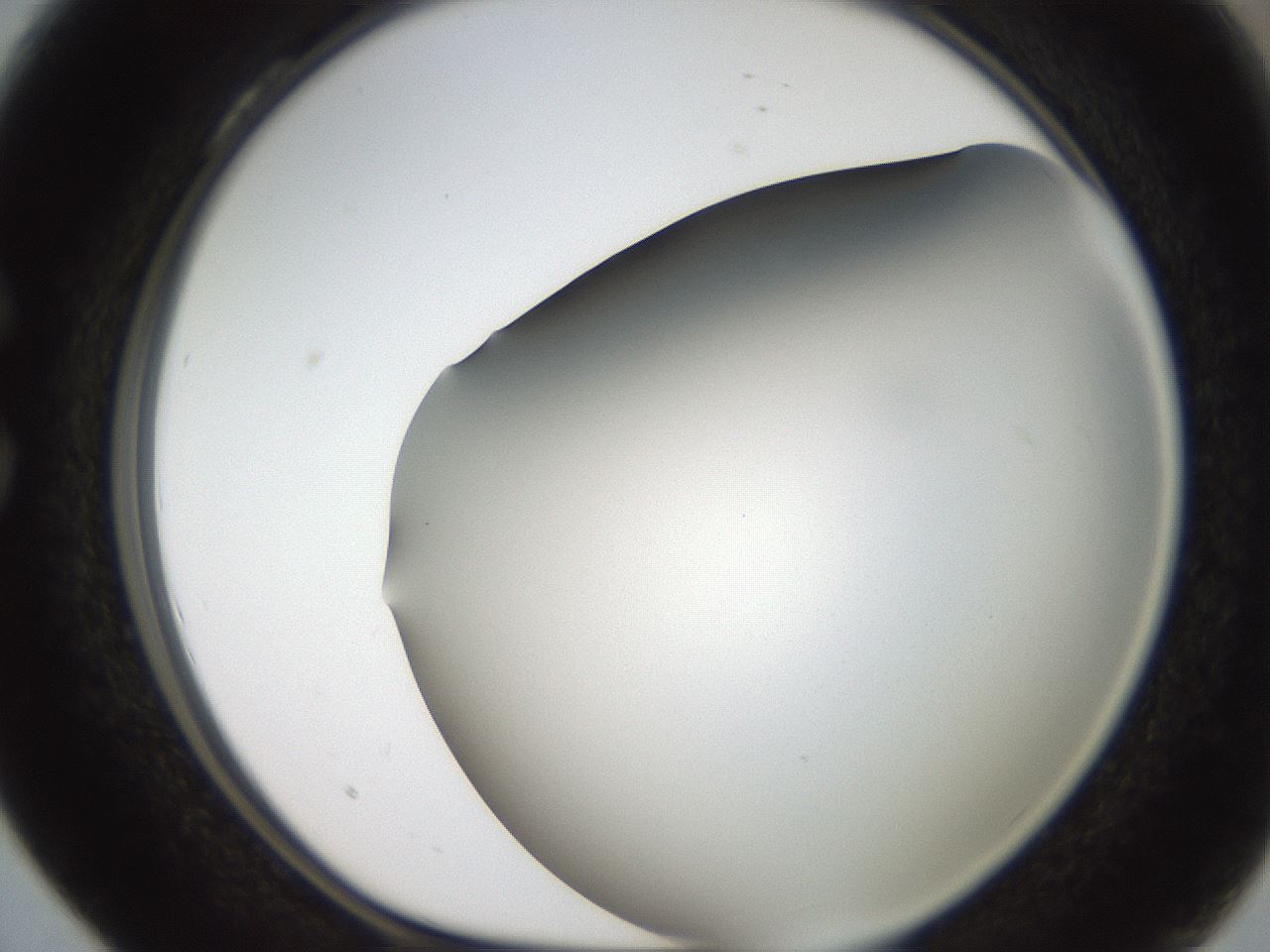 folderID306_plateID2306_batchID10871_wellNum28_profileID1_d1_r162322_ef.jpg