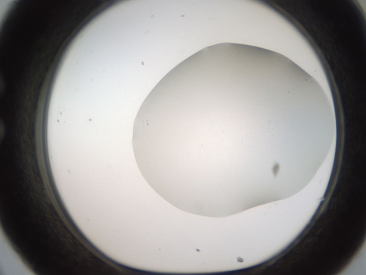 folderID306_plateID2306_batchID10871_wellNum32_profileID1_d1_r162326_ef.jpg