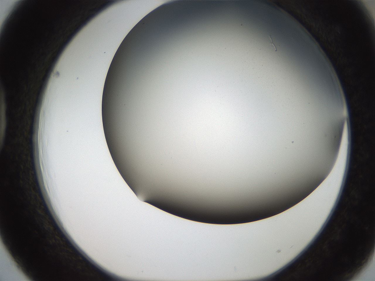 folderID306_plateID2306_batchID10871_wellNum39_profileID1_d1_r162333_ef.jpg