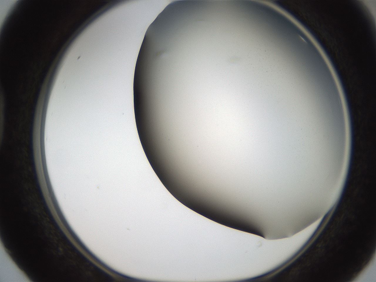 folderID306_plateID2306_batchID10871_wellNum40_profileID1_d1_r162334_ef.jpg