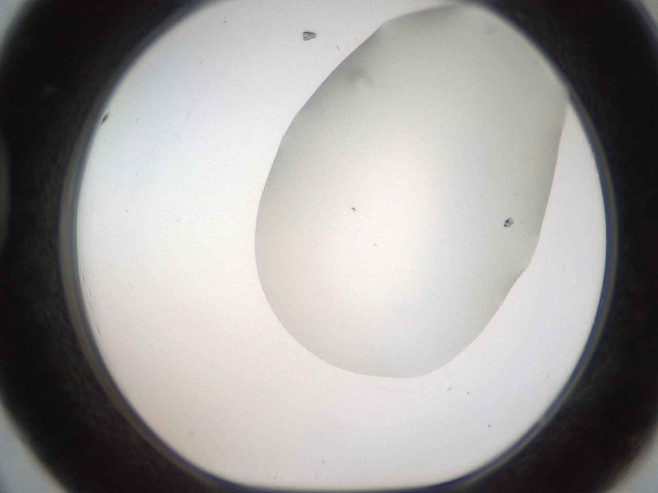 folderID306_plateID2306_batchID10871_wellNum44_profileID1_d1_r162338_ef.jpg