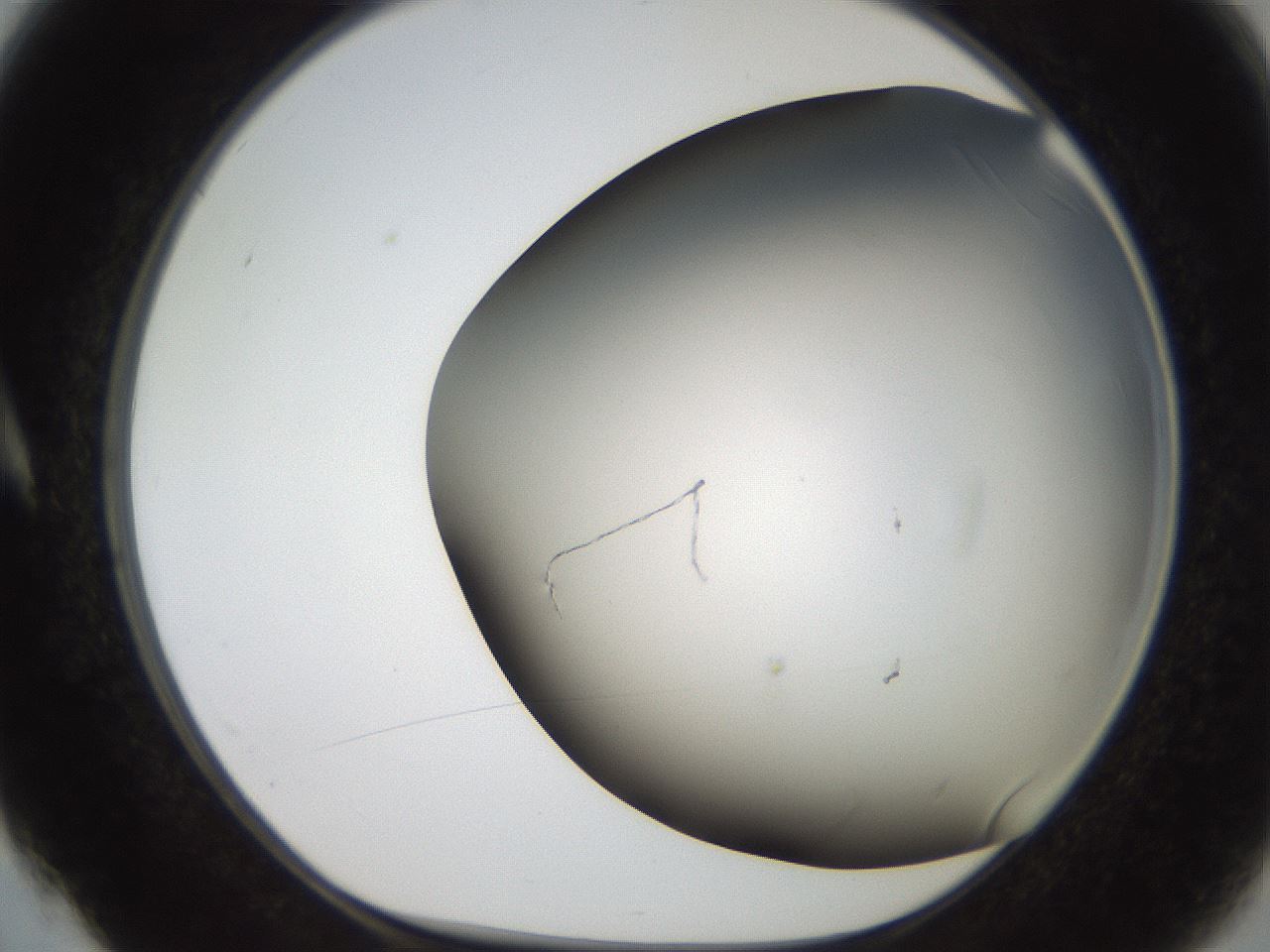 folderID306_plateID2306_batchID10871_wellNum4_profileID1_d1_r162298_ef.jpg