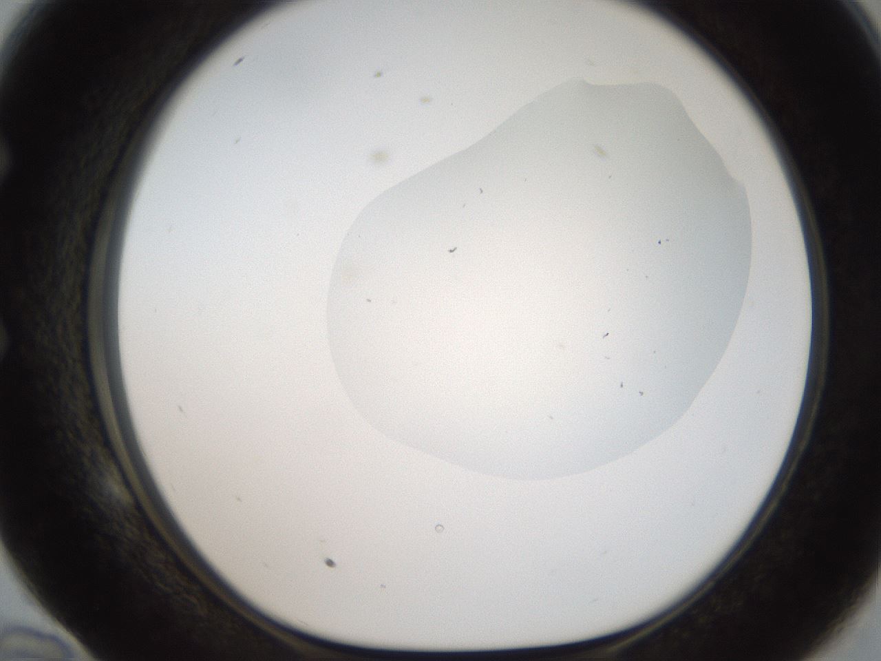 folderID306_plateID2306_batchID10871_wellNum58_profileID1_d1_r162352_ef.jpg
