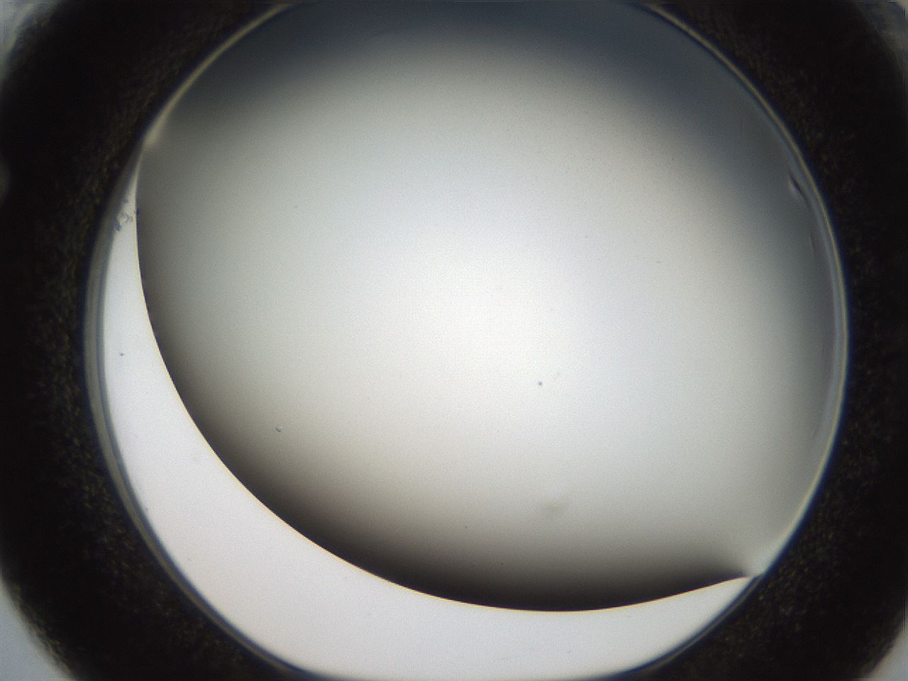 folderID306_plateID2306_batchID10871_wellNum61_profileID1_d1_r162355_ef.jpg