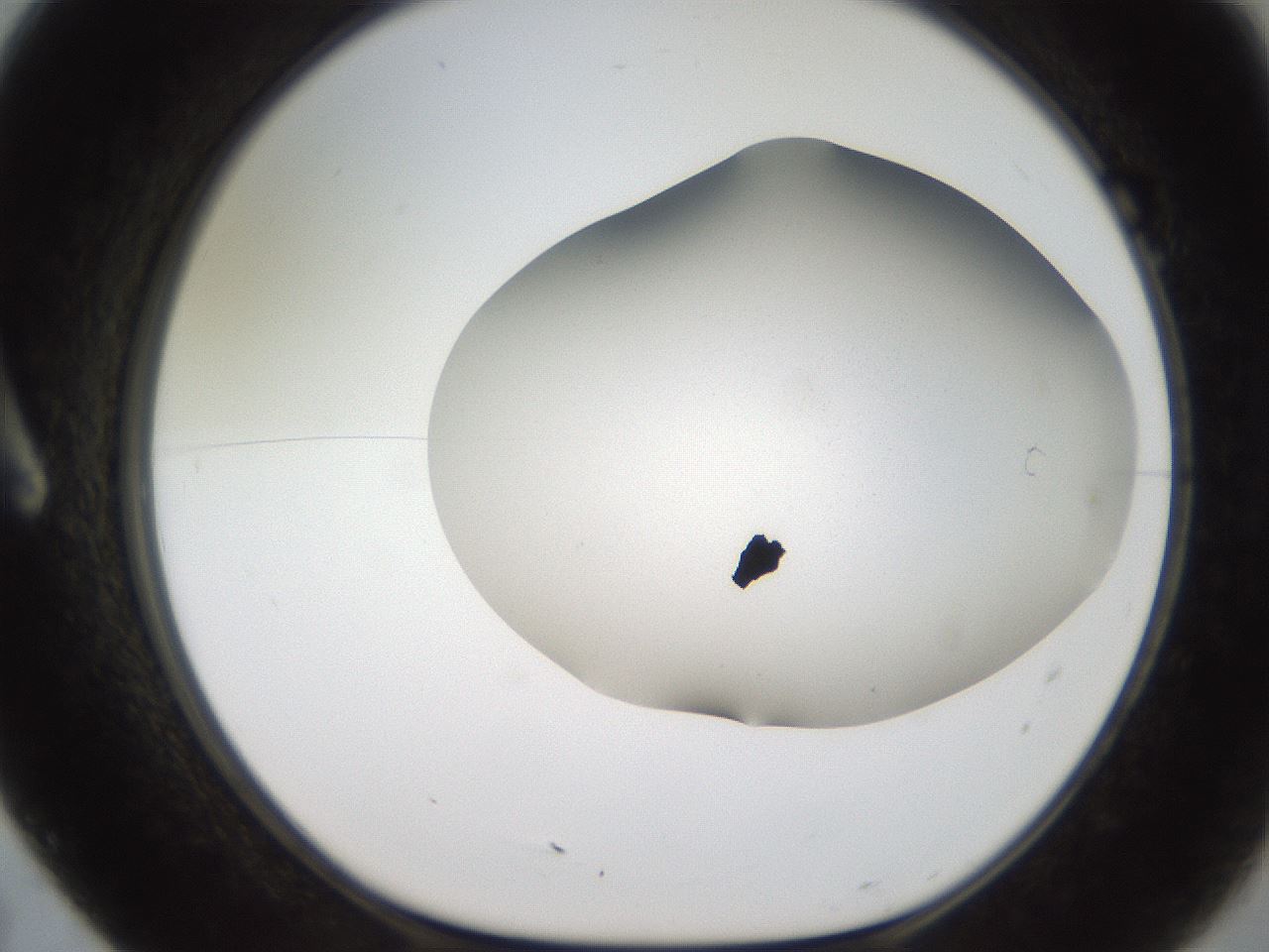 folderID306_plateID2306_batchID10871_wellNum7_profileID1_d1_r162301_ef.jpg