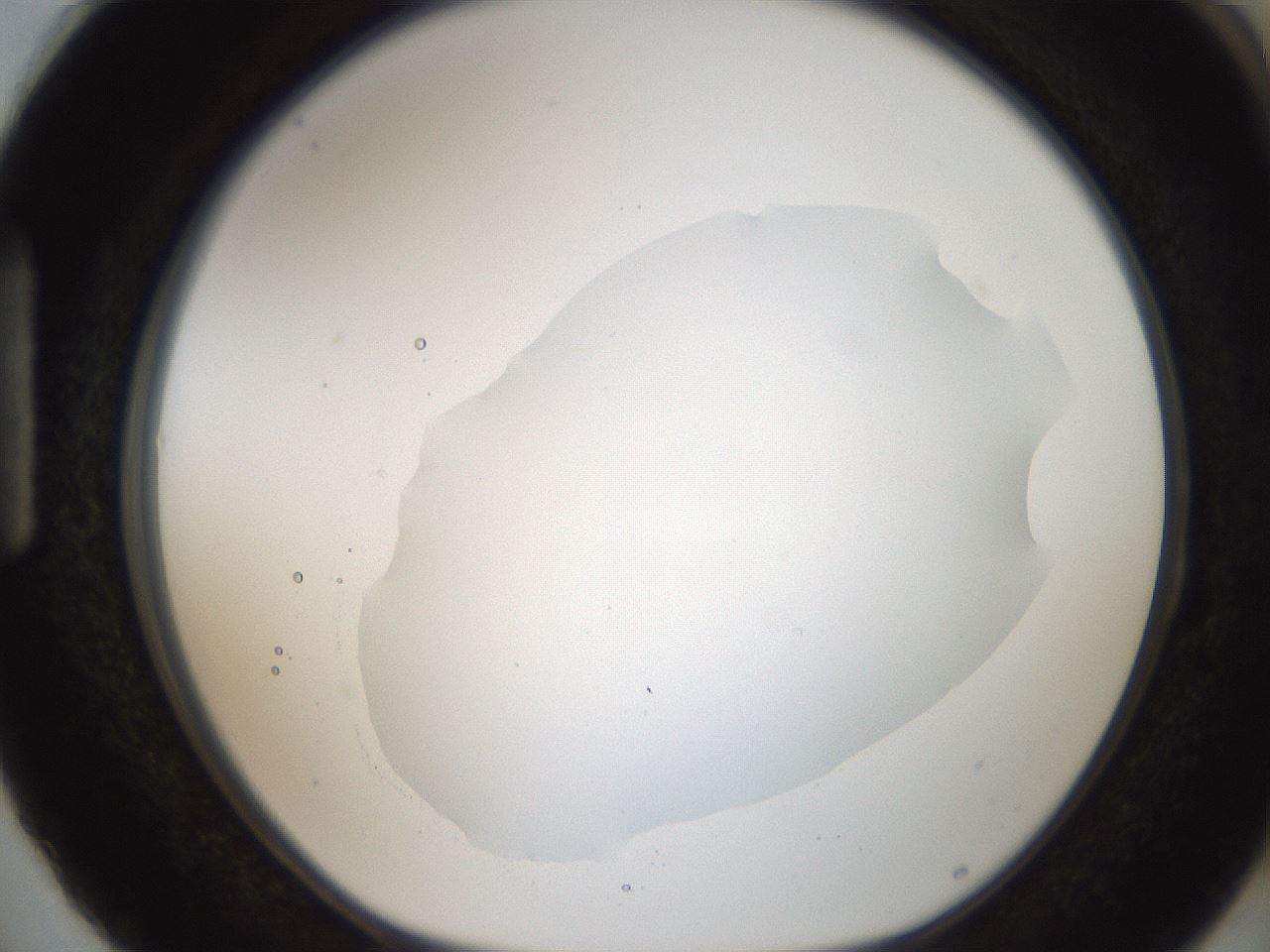 folderID306_plateID2306_batchID10871_wellNum87_profileID1_d1_r162381_ef.jpg