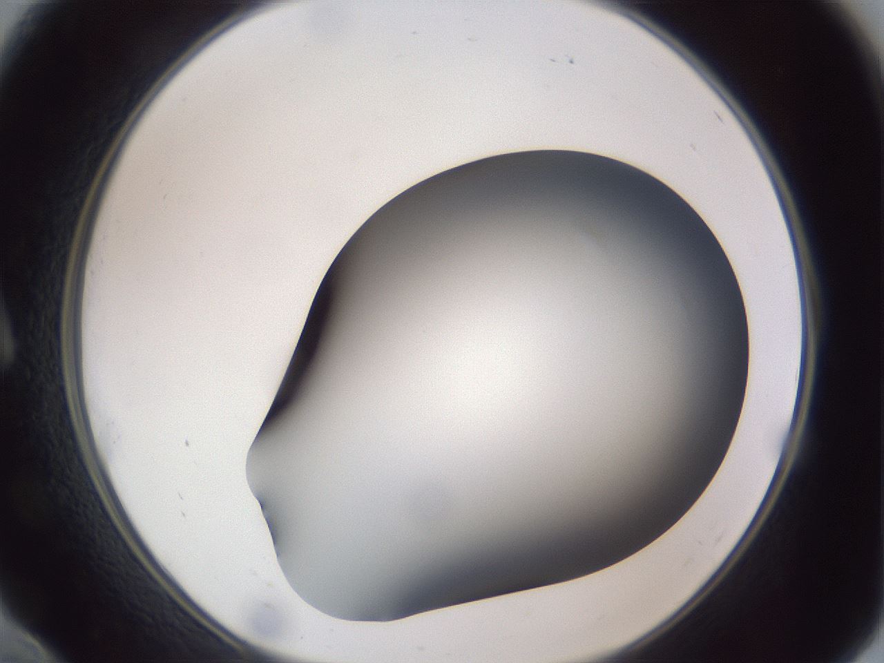 folderID307_plateID1307_batchID4263_wellNum10_profileID1_d1_r78401_ef.jpg