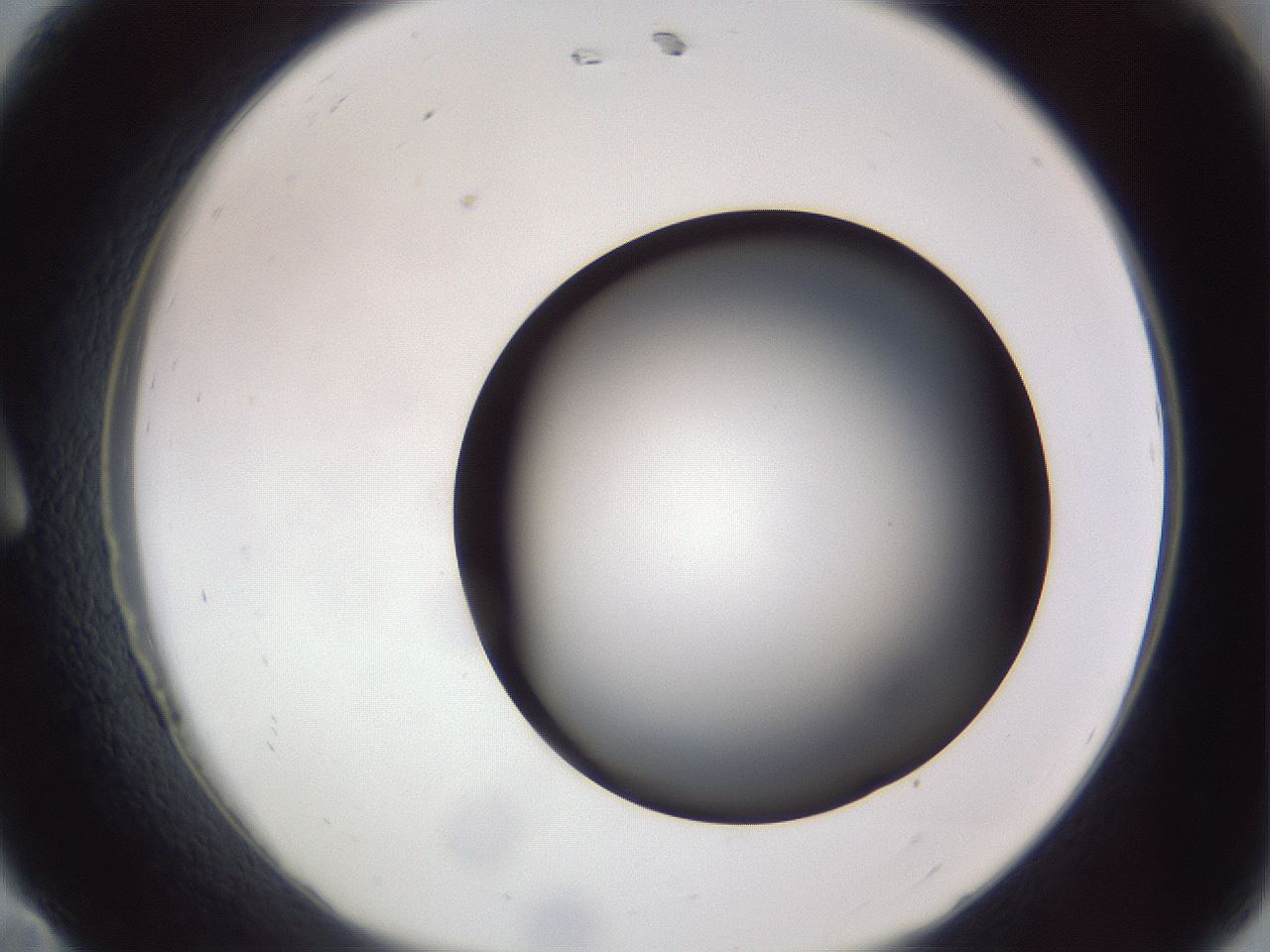 folderID307_plateID1307_batchID4263_wellNum11_profileID1_d1_r78402_ef.jpg