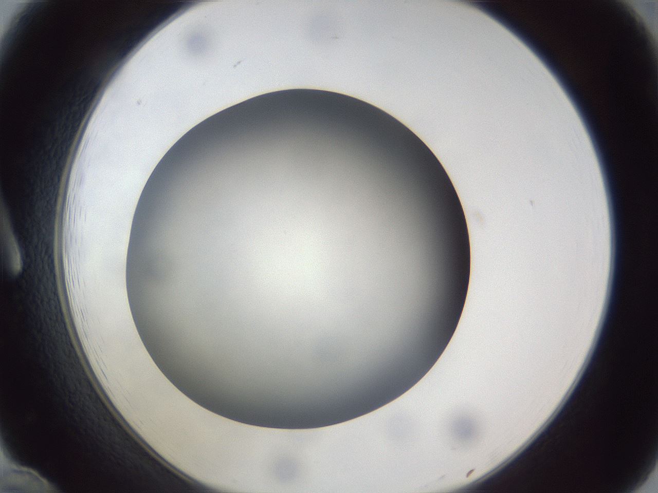 folderID307_plateID1307_batchID4263_wellNum12_profileID1_d1_r78403_ef.jpg