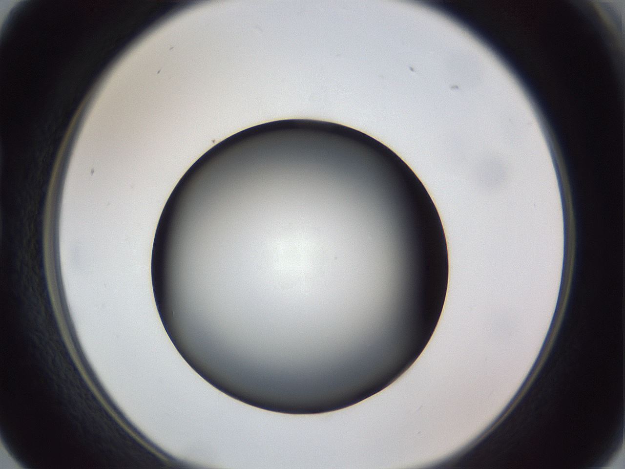 folderID307_plateID1307_batchID4263_wellNum17_profileID1_d1_r78408_ef.jpg