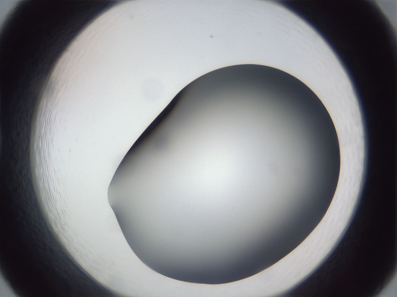 folderID307_plateID1307_batchID4263_wellNum20_profileID1_d1_r78411_ef.jpg