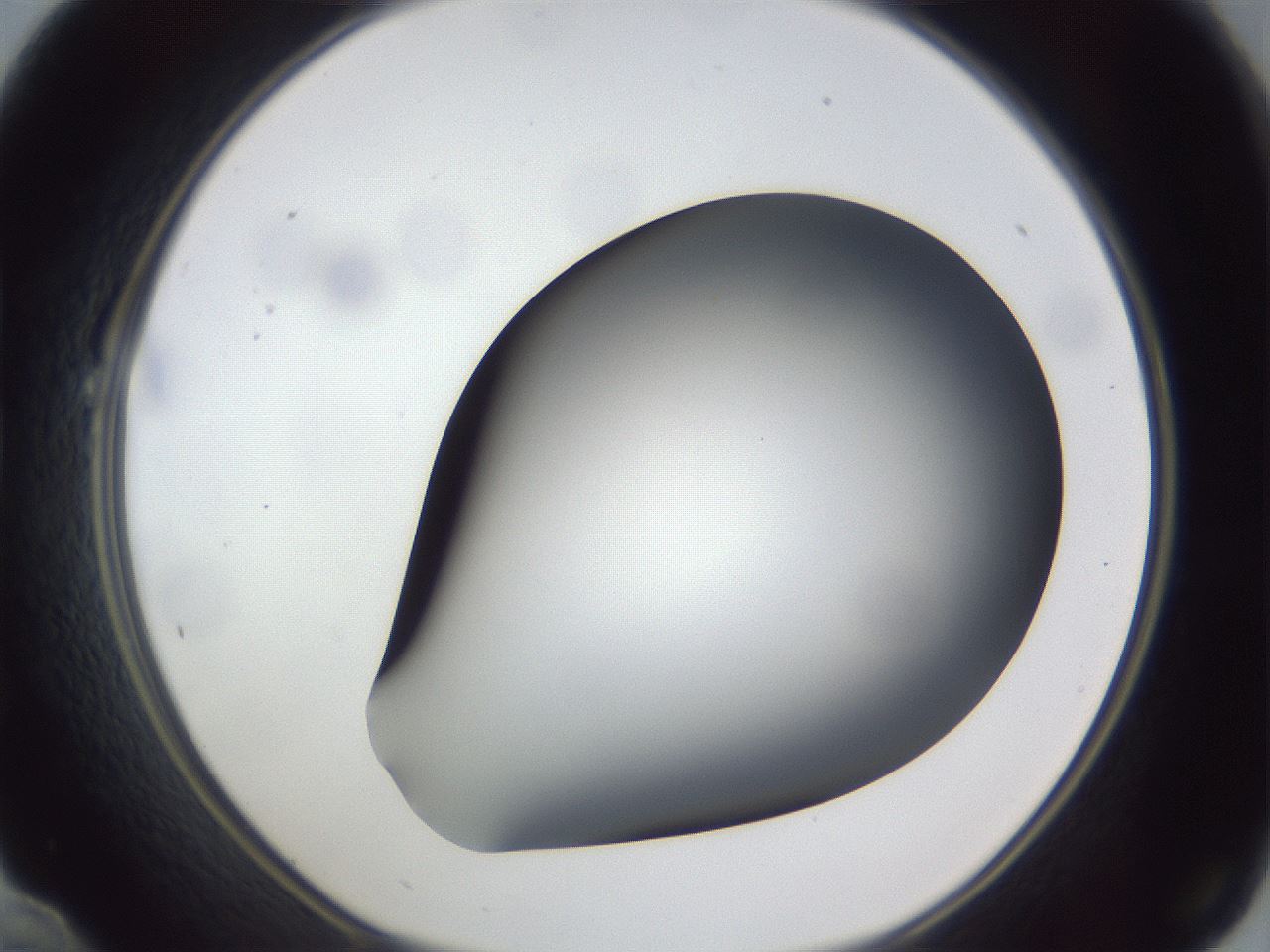 folderID307_plateID1307_batchID4263_wellNum22_profileID1_d1_r78413_ef.jpg