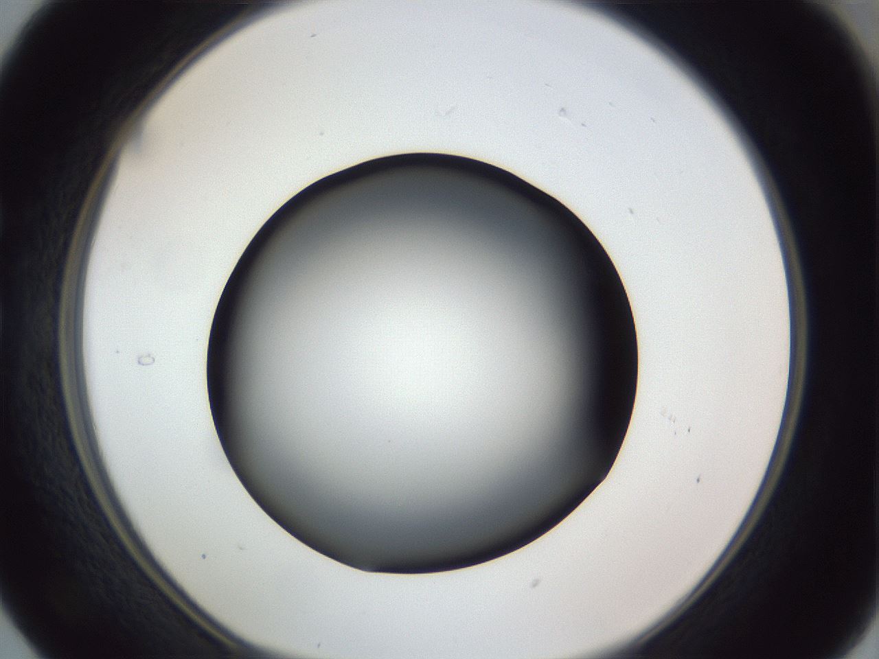 folderID307_plateID1307_batchID4263_wellNum29_profileID1_d1_r78420_ef.jpg