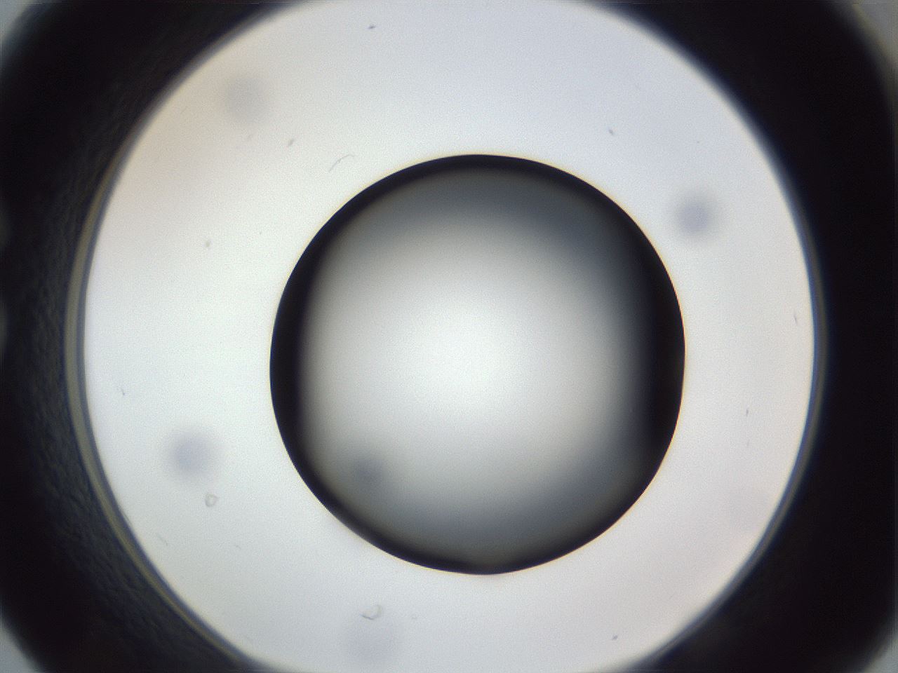 folderID307_plateID1307_batchID4263_wellNum30_profileID1_d1_r78421_ef.jpg