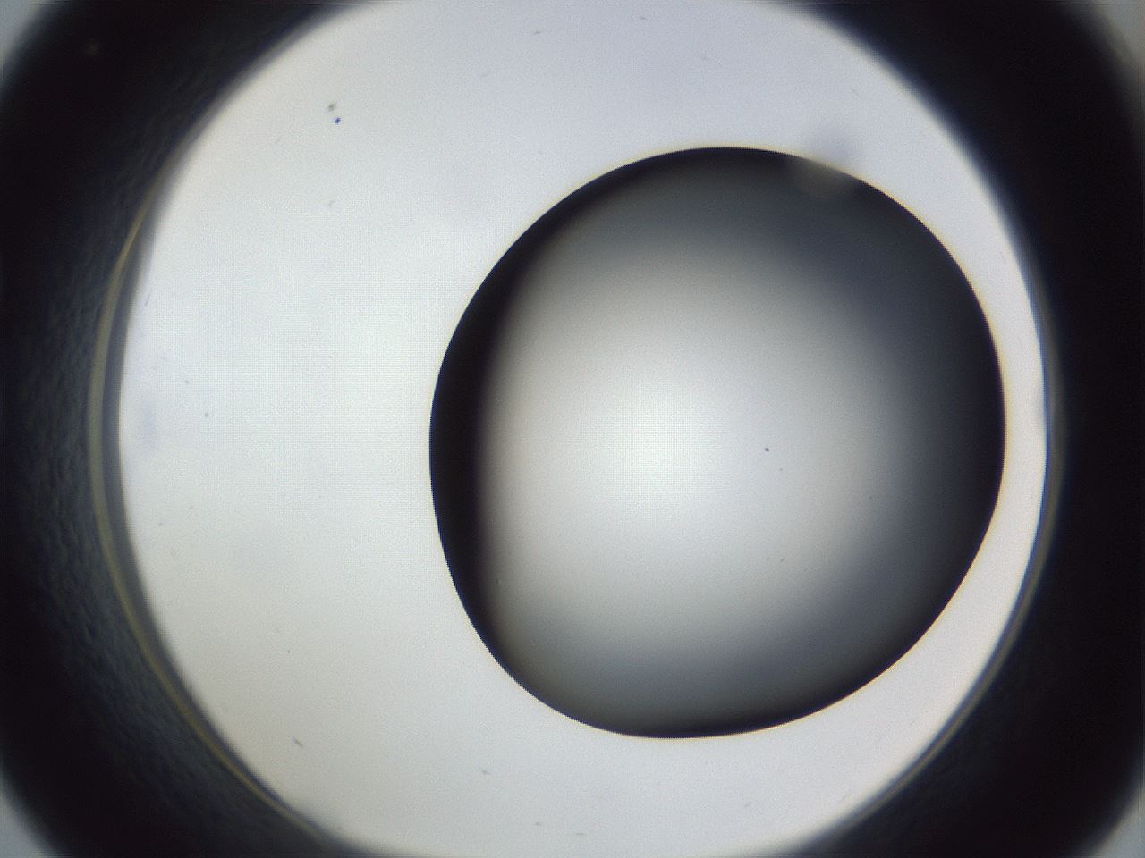 folderID307_plateID1307_batchID4263_wellNum33_profileID1_d1_r78424_ef.jpg