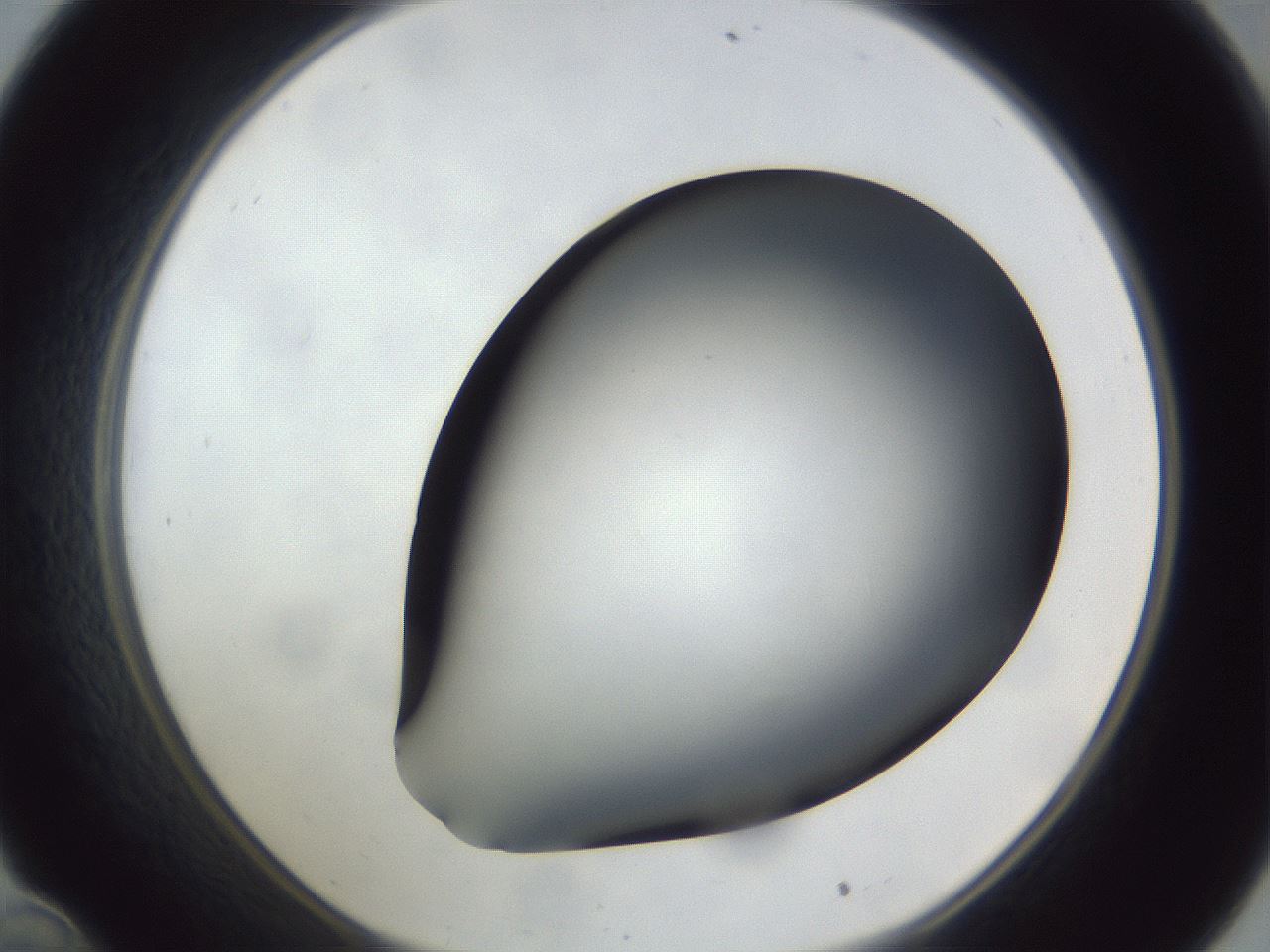 folderID307_plateID1307_batchID4263_wellNum34_profileID1_d1_r78425_ef.jpg