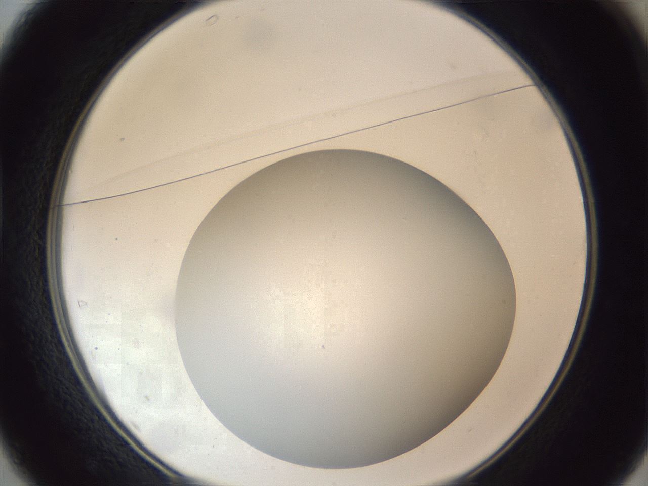 folderID307_plateID1307_batchID4263_wellNum37_profileID1_d1_r78428_ef.jpg