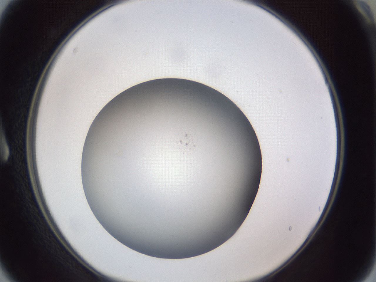 folderID307_plateID1307_batchID4263_wellNum3_profileID1_d1_r78394_ef.jpg