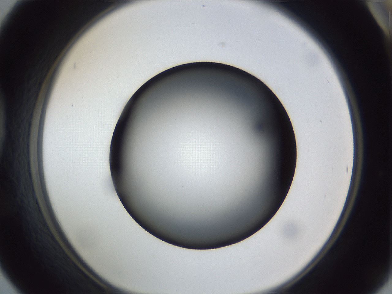 folderID307_plateID1307_batchID4263_wellNum42_profileID1_d1_r78433_ef.jpg
