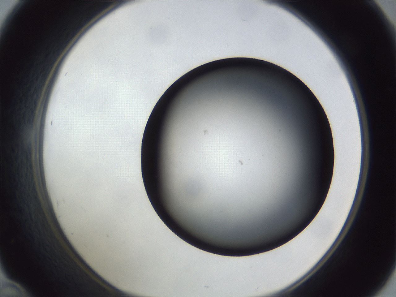 folderID307_plateID1307_batchID4263_wellNum46_profileID1_d1_r78437_ef.jpg