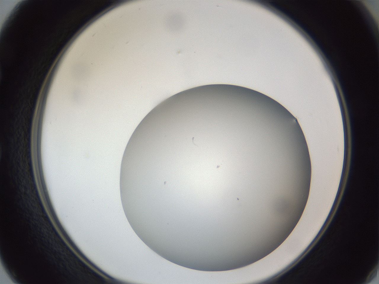 folderID307_plateID1307_batchID4263_wellNum50_profileID1_d1_r78441_ef.jpg