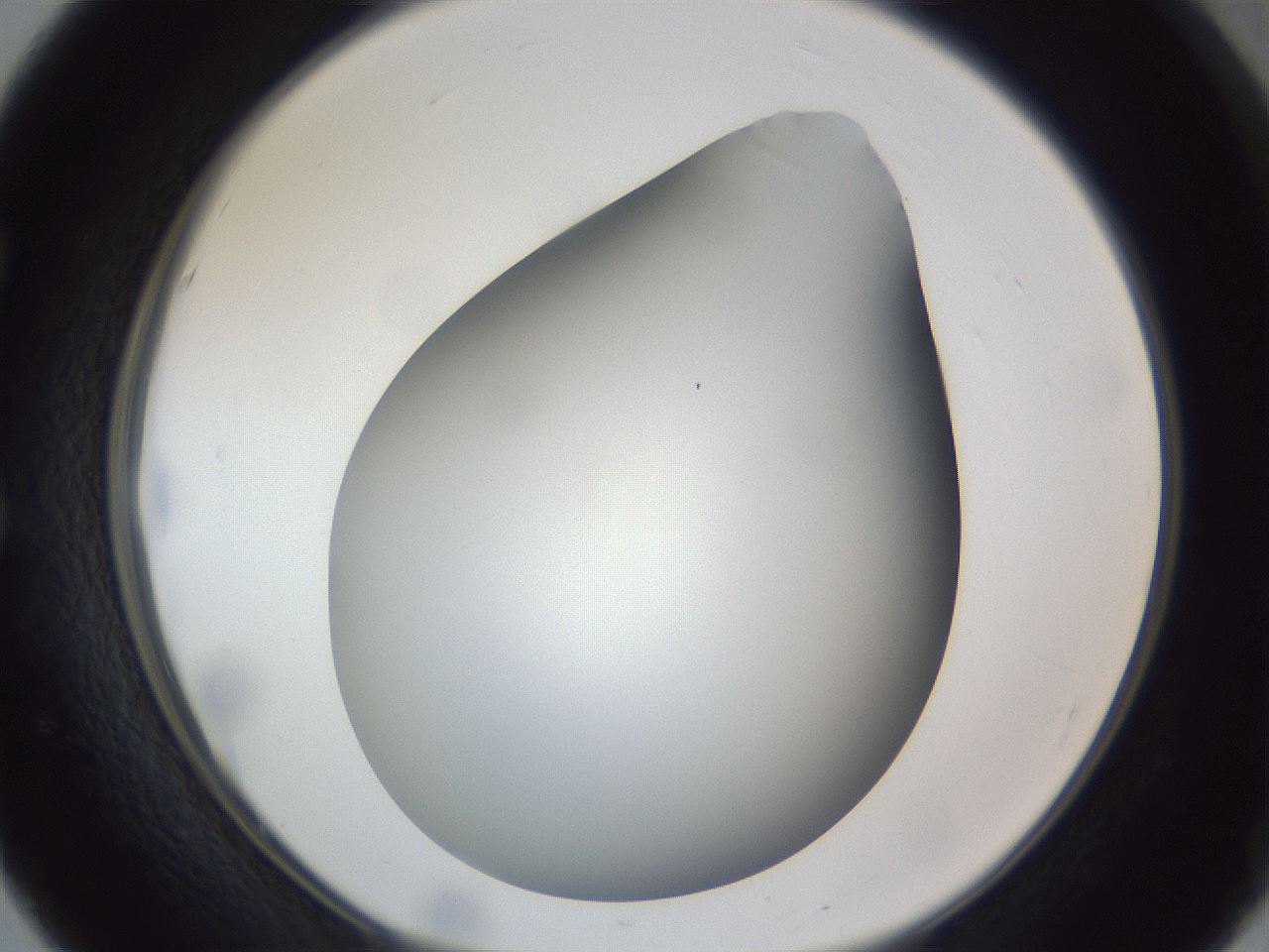 folderID307_plateID1307_batchID4263_wellNum51_profileID1_d1_r78442_ef.jpg