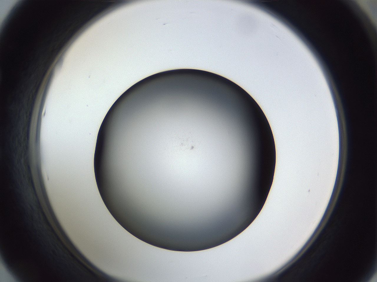 folderID307_plateID1307_batchID4263_wellNum53_profileID1_d1_r78444_ef.jpg