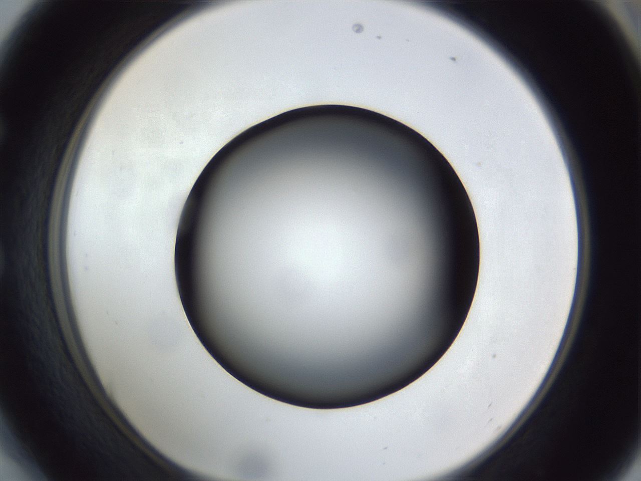 folderID307_plateID1307_batchID4263_wellNum54_profileID1_d1_r78445_ef.jpg