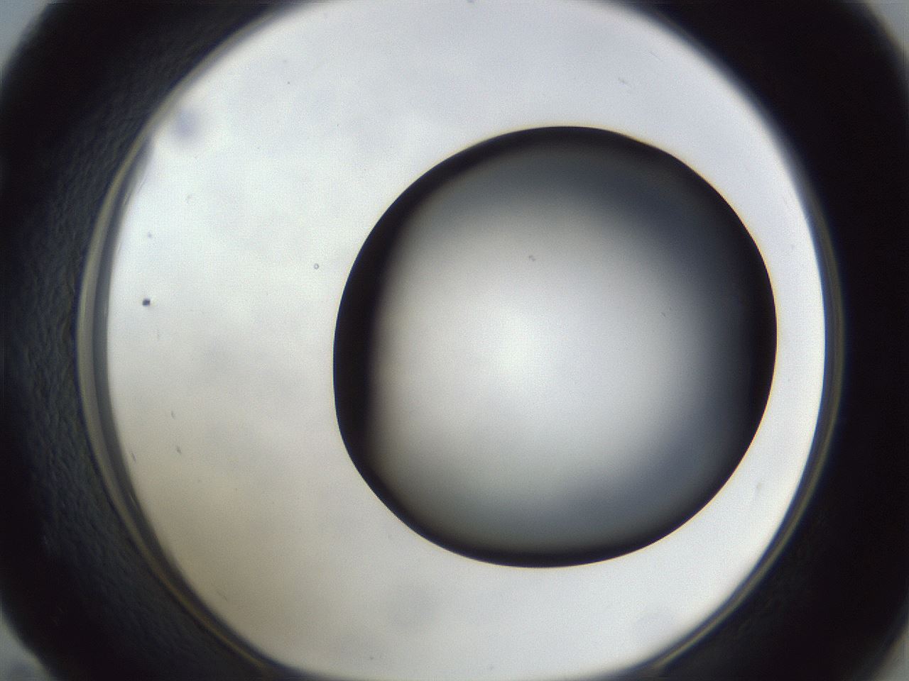 folderID307_plateID1307_batchID4263_wellNum59_profileID1_d1_r78450_ef.jpg
