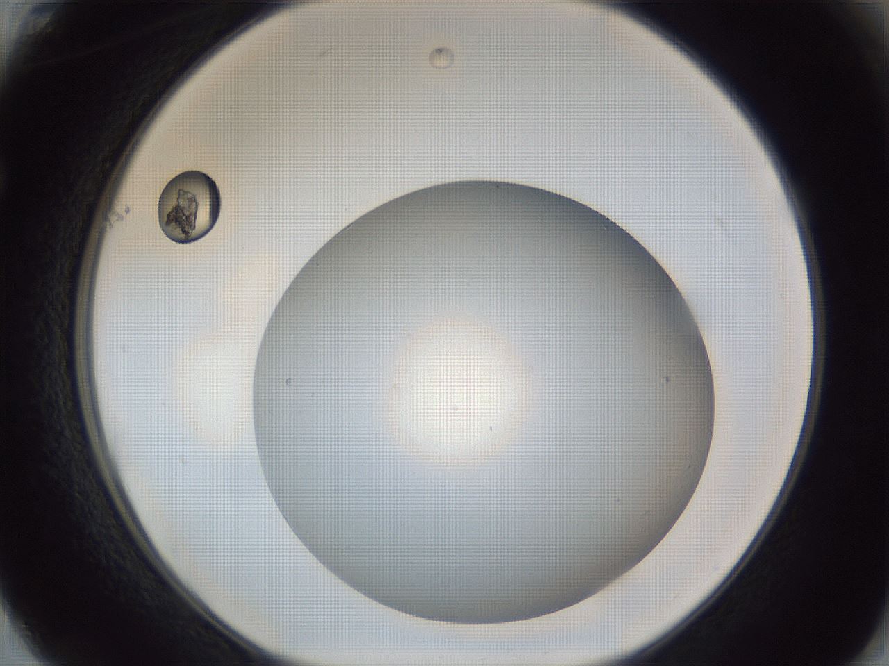 folderID307_plateID1307_batchID4263_wellNum61_profileID1_d1_r78452_ef.jpg