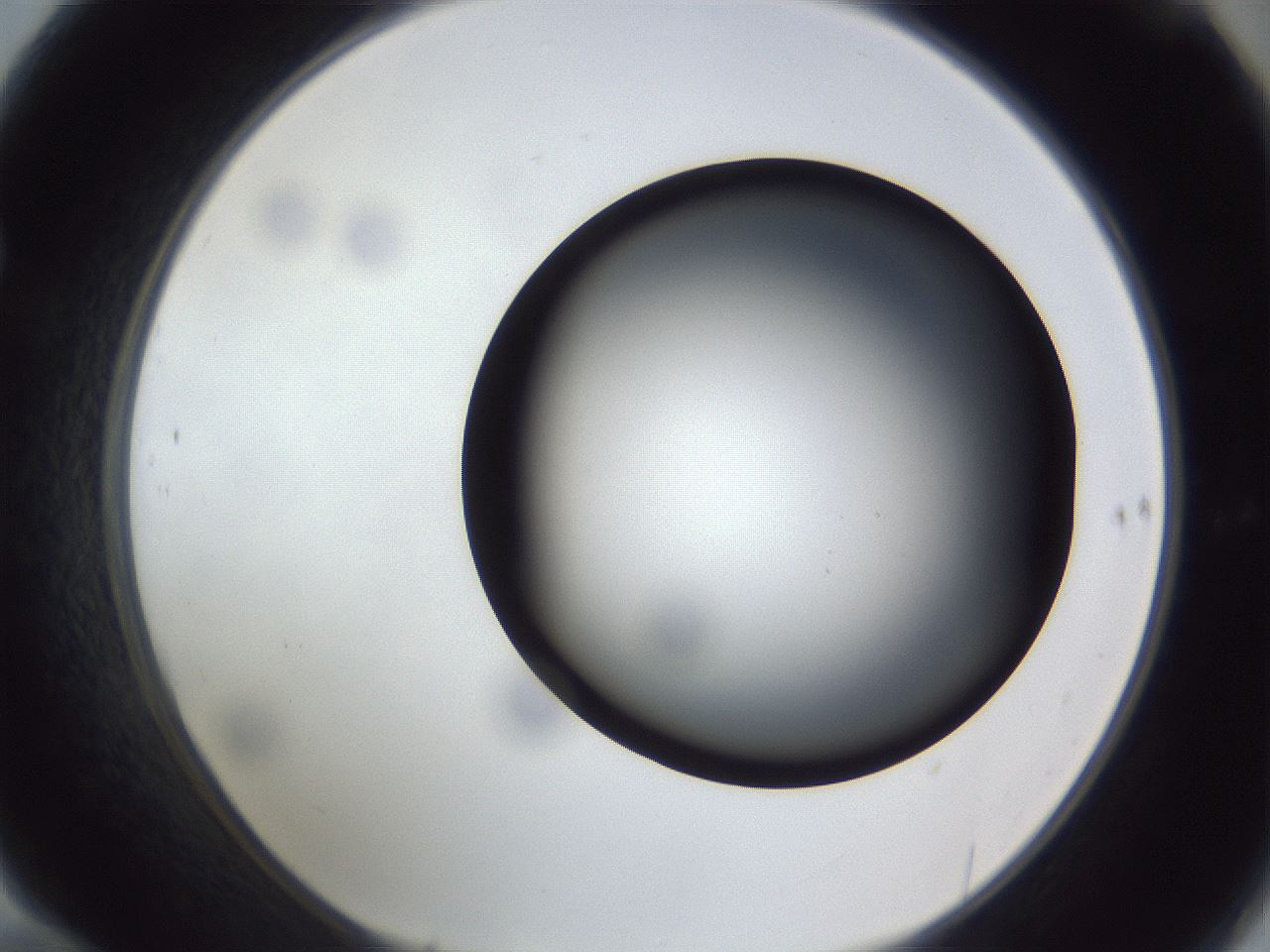 folderID307_plateID1307_batchID4263_wellNum70_profileID1_d1_r78461_ef.jpg